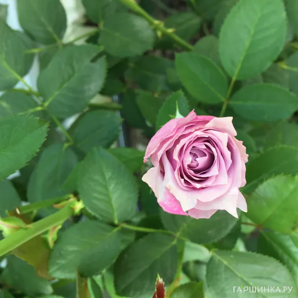 превью изображения отзыва