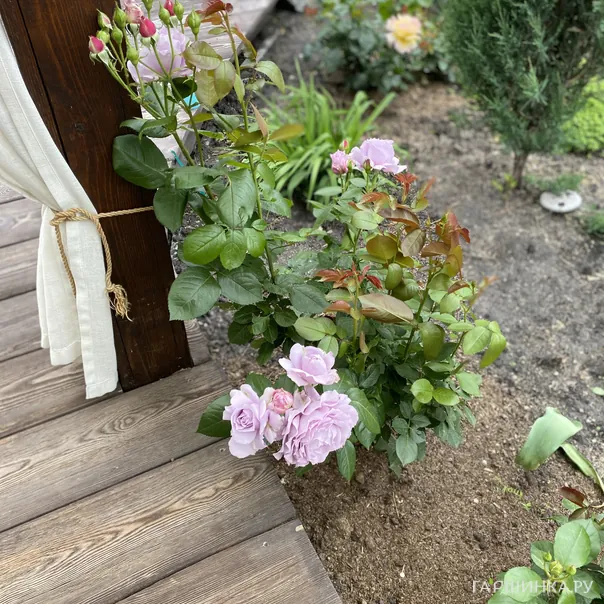 превью изображения отзыва