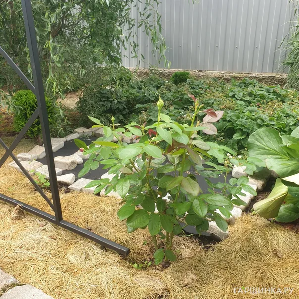 превью изображения отзыва