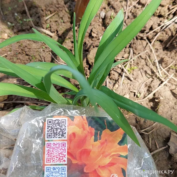 превью изображения отзыва