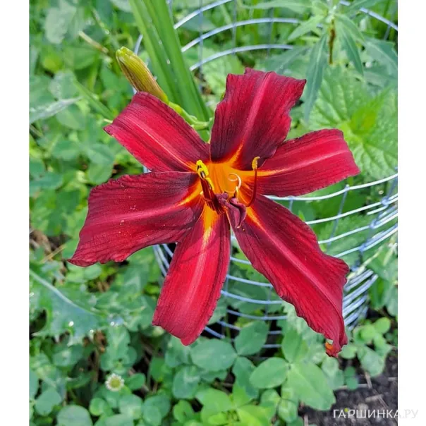 превью изображения отзыва