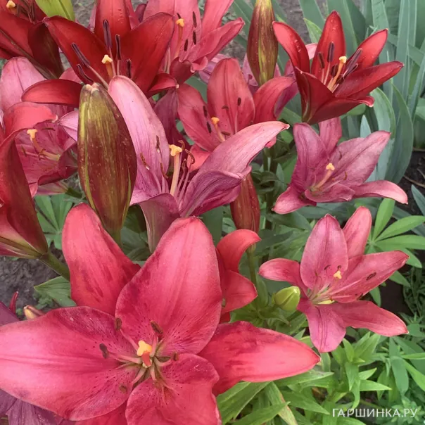 превью изображения отзыва