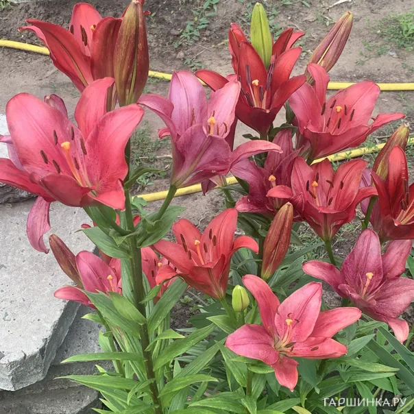 превью изображения отзыва