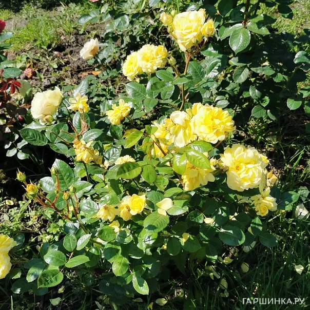 превью изображения отзыва