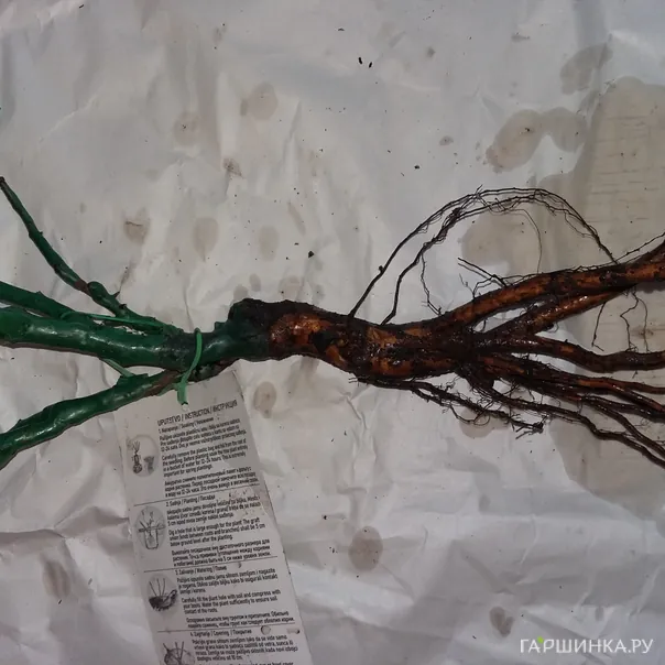 превью изображения отзыва