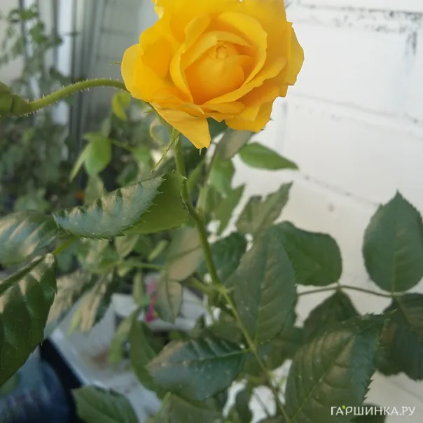 превью изображения отзыва