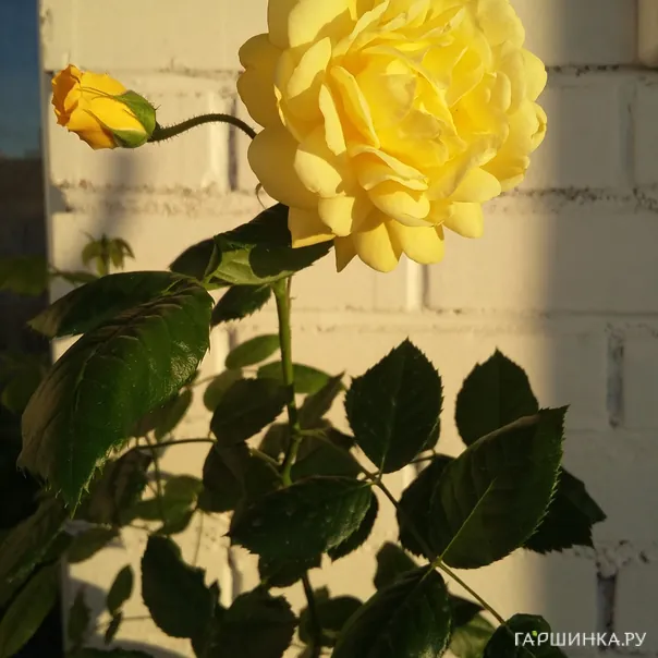 превью изображения отзыва