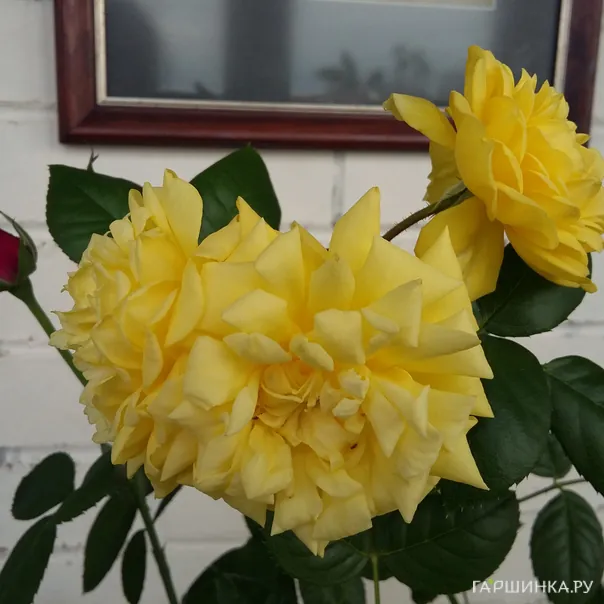 превью изображения отзыва