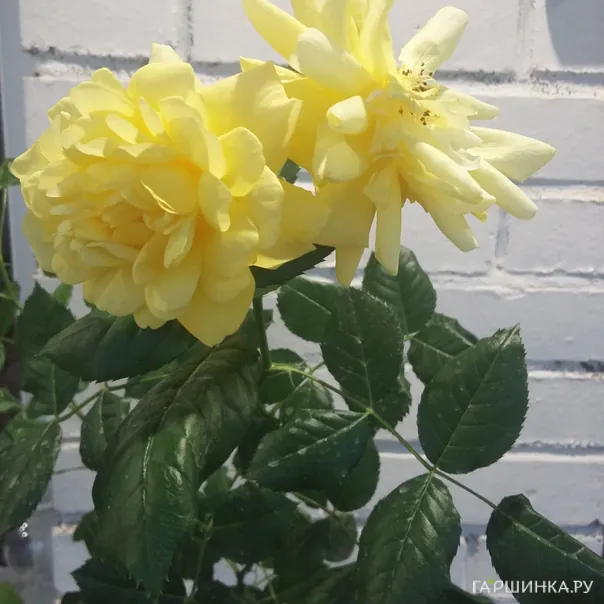 превью изображения отзыва