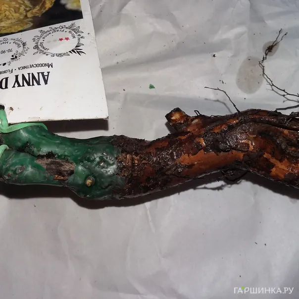 превью изображения отзыва