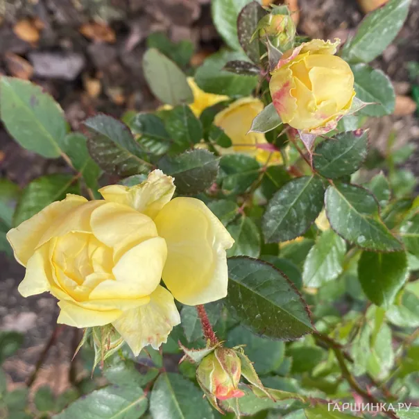 превью изображения отзыва