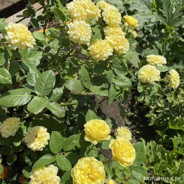 превью изображения отзыва