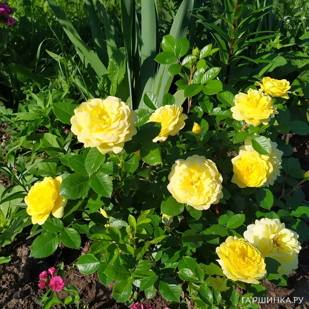 превью изображения отзыва