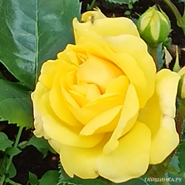 превью изображения отзыва