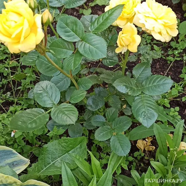 превью изображения отзыва