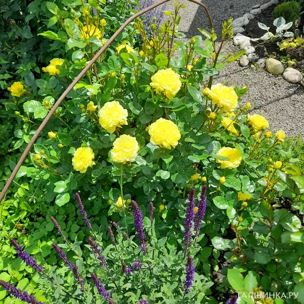 превью изображения отзыва