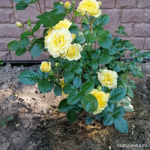 превью изображения отзыва