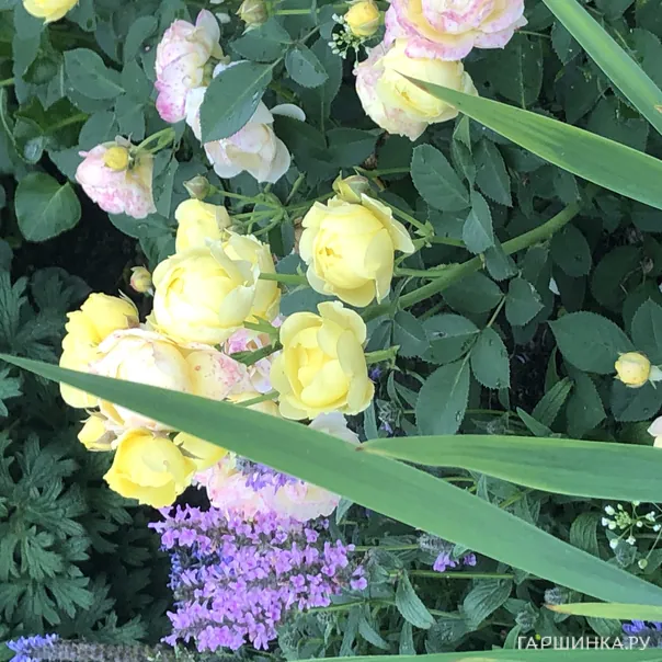 превью изображения отзыва