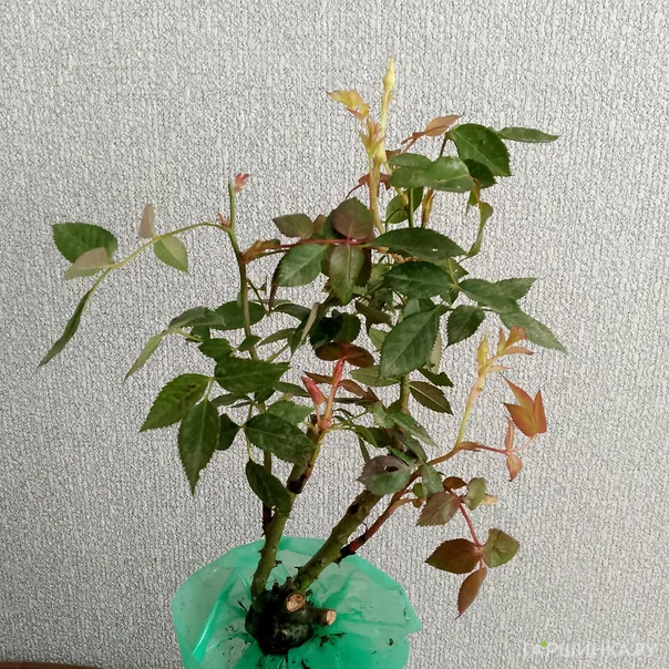 превью изображения отзыва