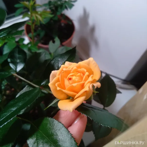 превью изображения отзыва