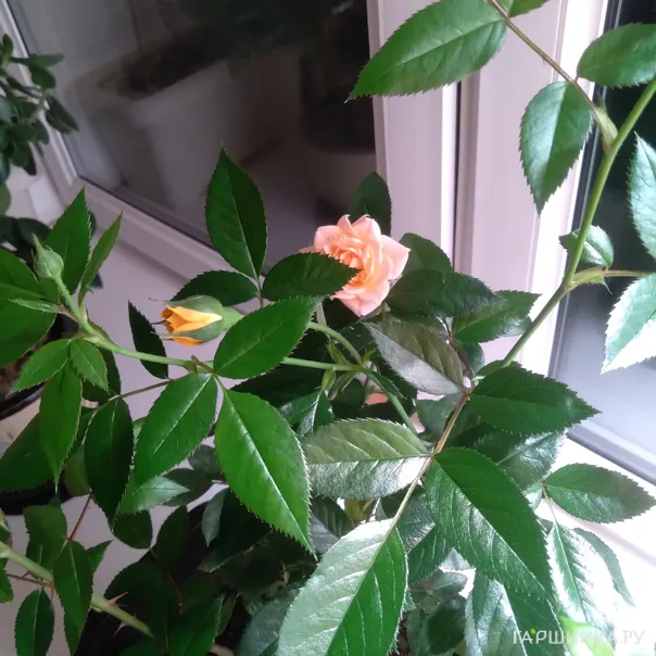 превью изображения отзыва