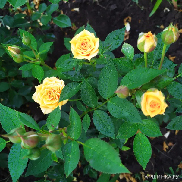 превью изображения отзыва