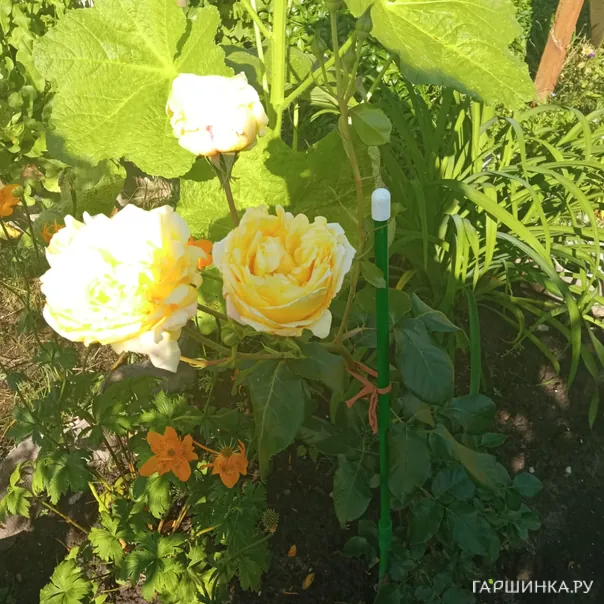 превью изображения отзыва