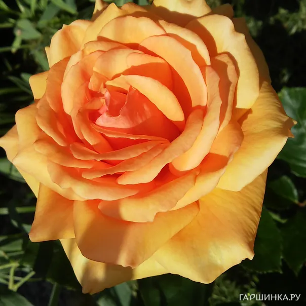 превью изображения отзыва