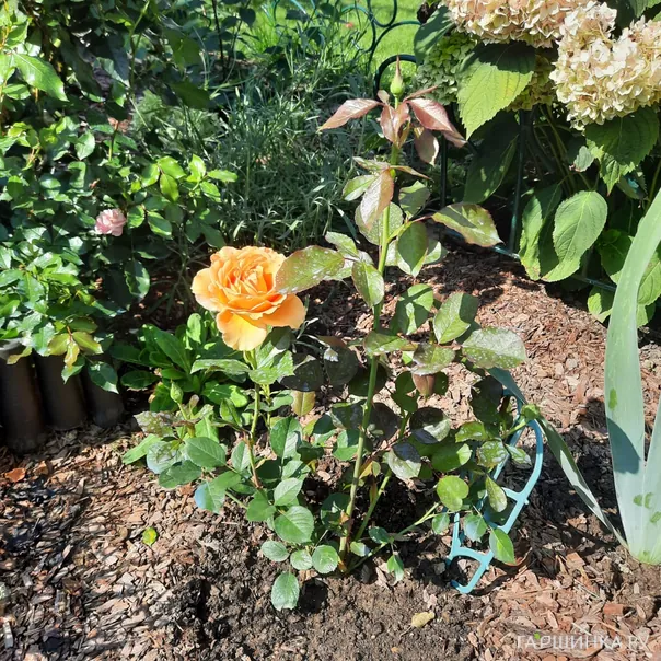 превью изображения отзыва