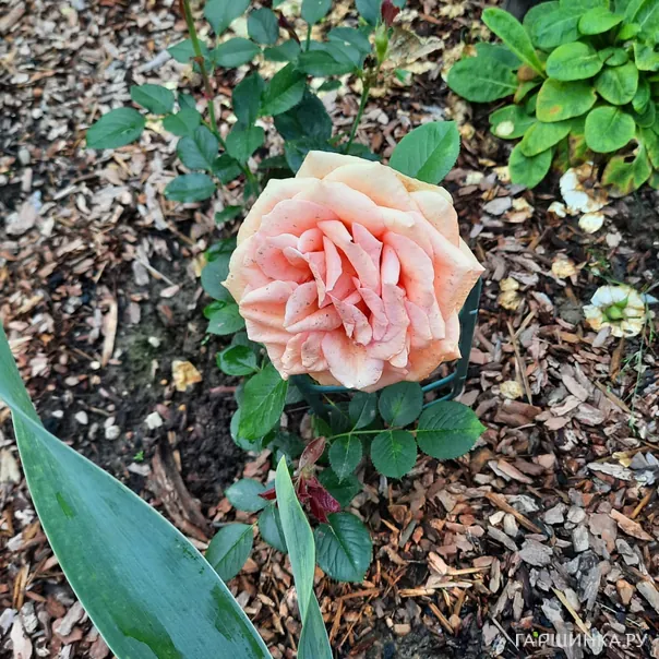 превью изображения отзыва