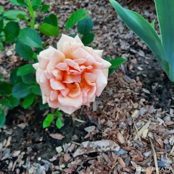 превью изображения отзыва