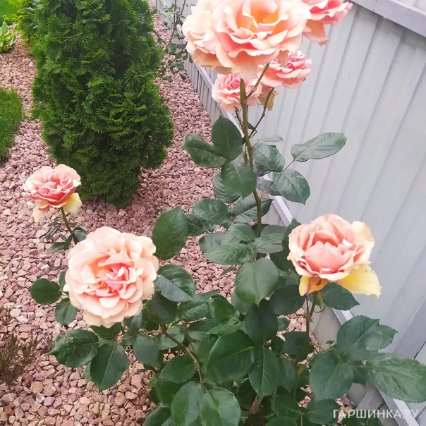 превью изображения отзыва