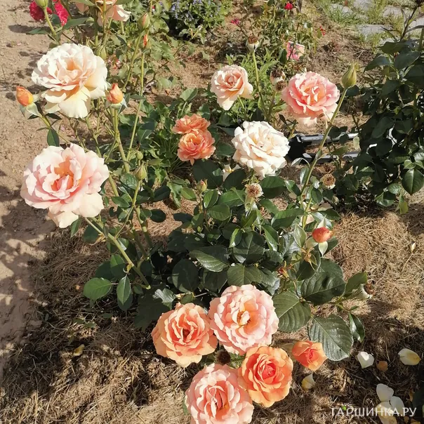 превью изображения отзыва