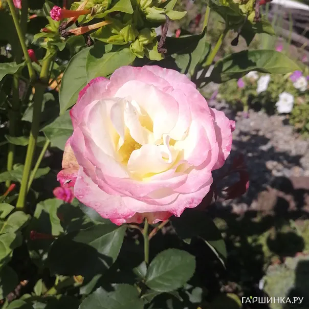 превью изображения отзыва