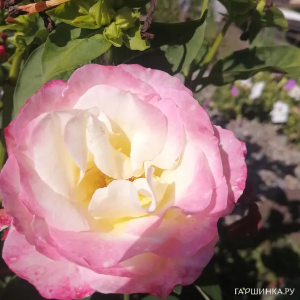 превью изображения отзыва