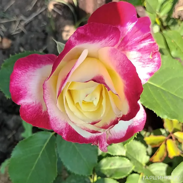 превью изображения отзыва