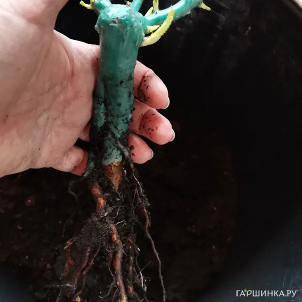 превью изображения отзыва