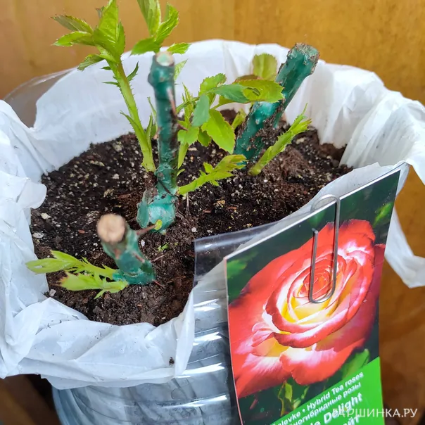 превью изображения отзыва