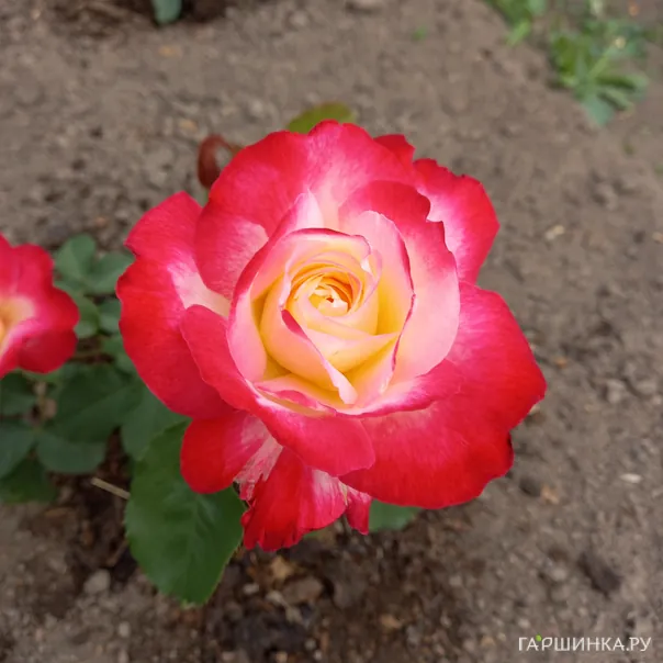 превью изображения отзыва