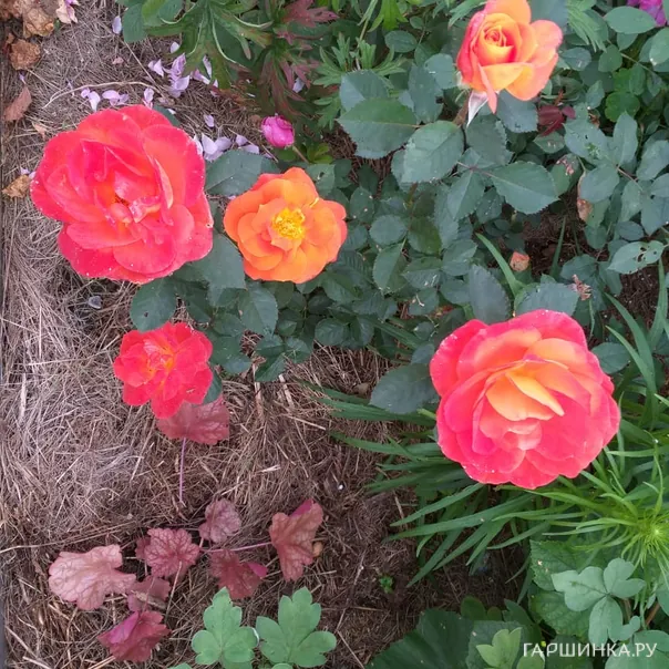 превью изображения отзыва