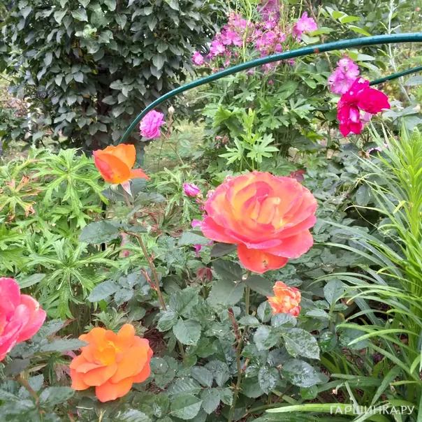 превью изображения отзыва