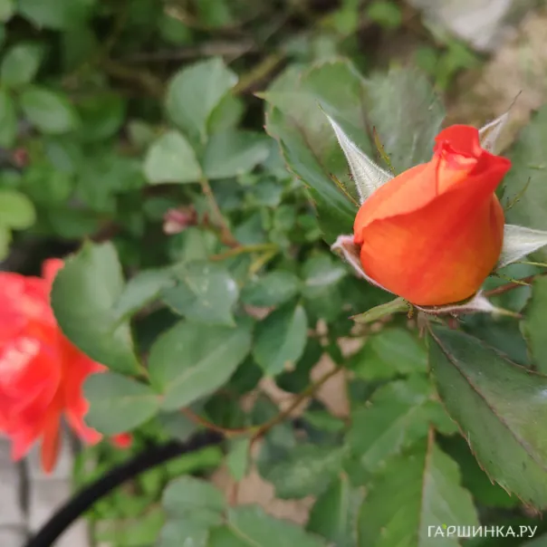 превью изображения отзыва