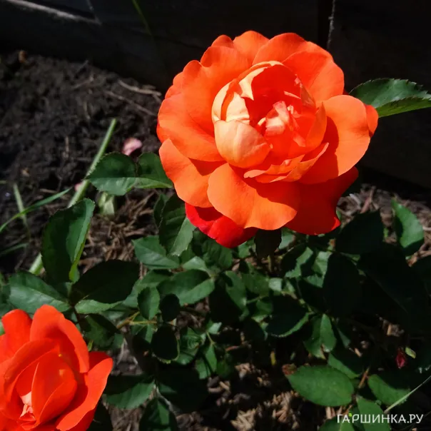 превью изображения отзыва