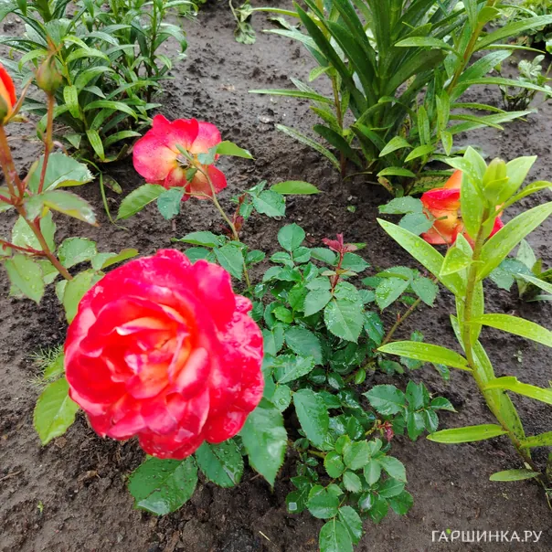 превью изображения отзыва