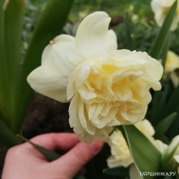 превью изображения отзыва