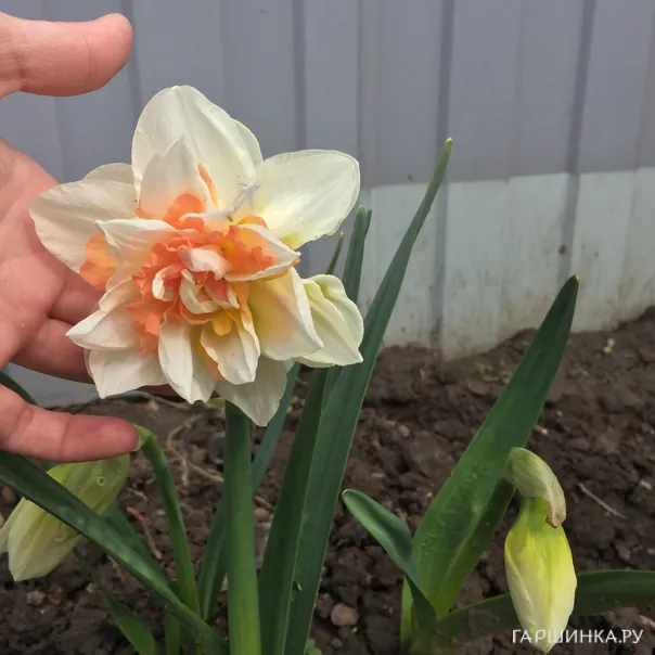 превью изображения отзыва