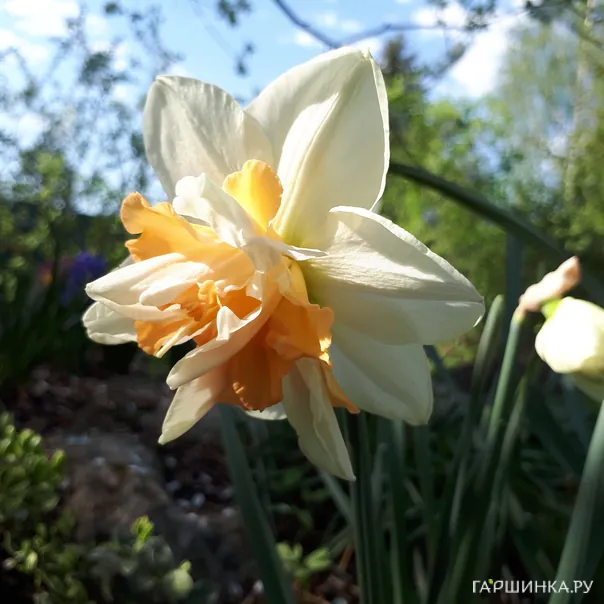 превью изображения отзыва