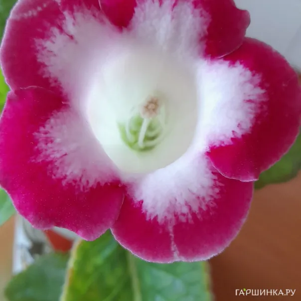 превью изображения отзыва