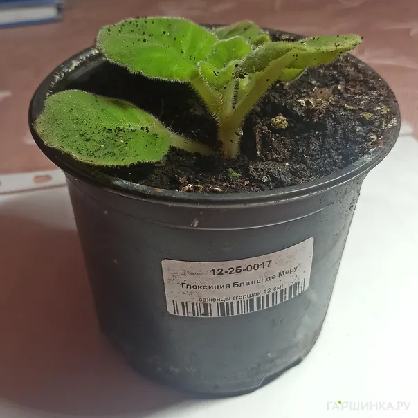 превью изображения отзыва