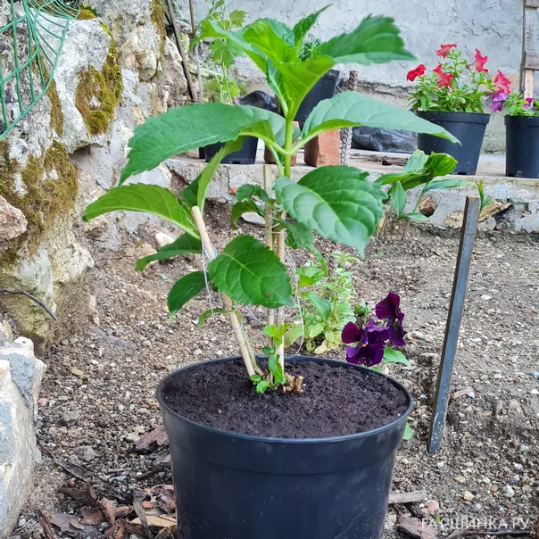 превью изображения отзыва